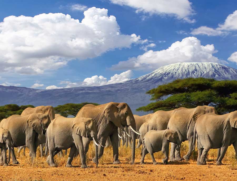 safari-afrika-travelnet